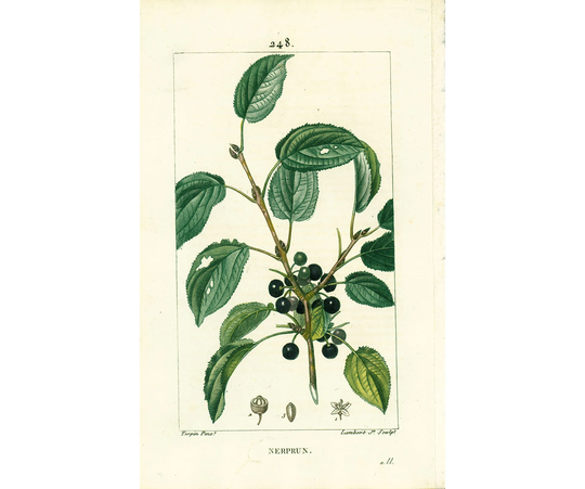 1831 Buckthorn Rhamnus Plant Antique Prints Botanical Wall Art To Frame