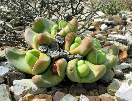 Tanquana Prismatica Mesemb Seeds | South African Succulent