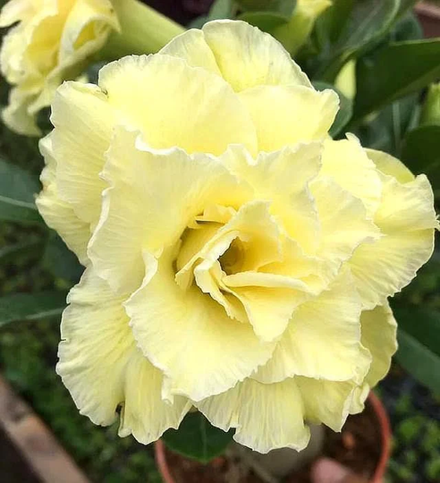 5 Rare Yellow Desert Rose Flowers Seeds C4002