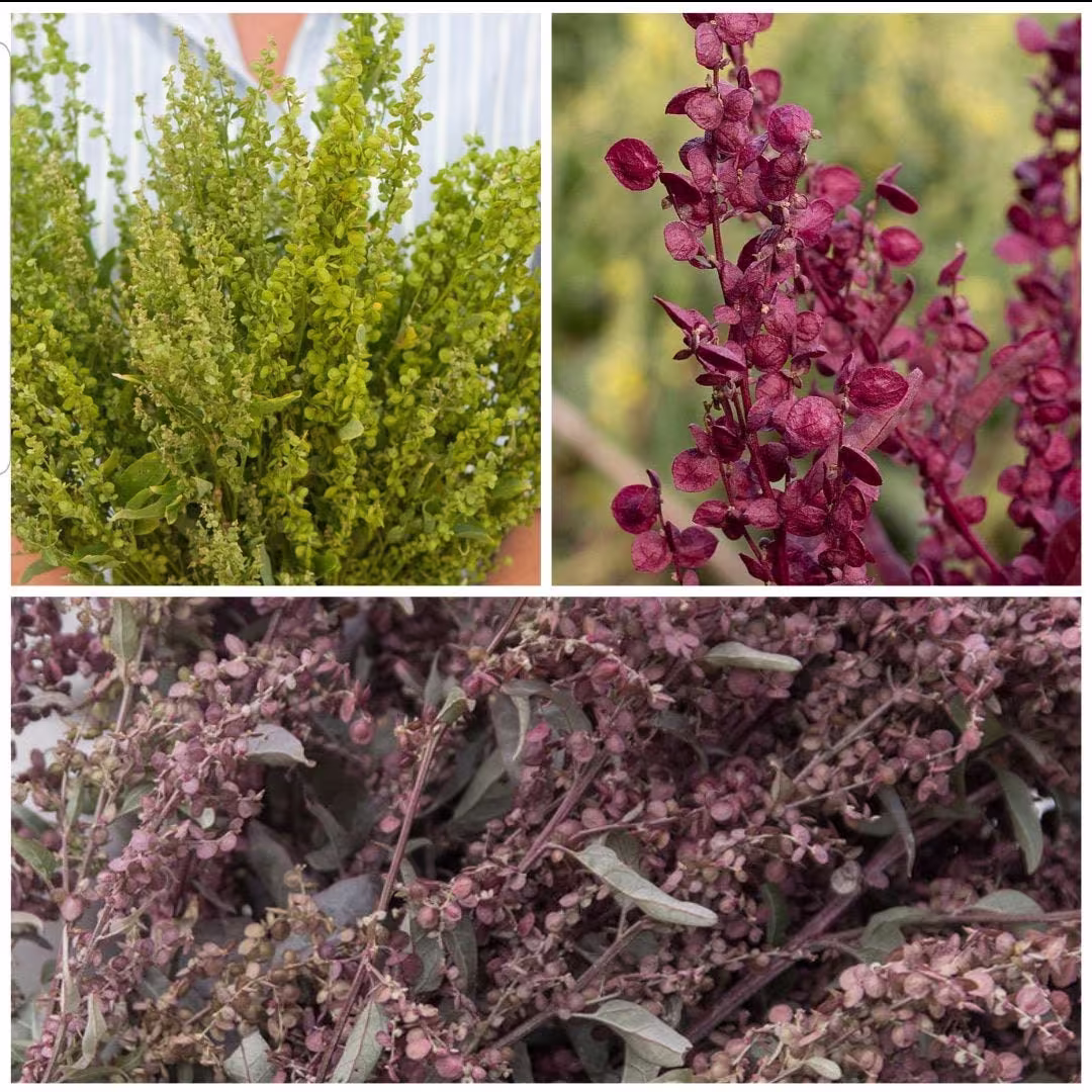 40 Orach/Atriplex Plume Mix Seeds