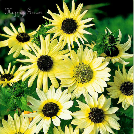 Beach Tall Sunflower - Vanilla Ice White Small Cucumberleaf 60 Seeds Easy To Grow Annual