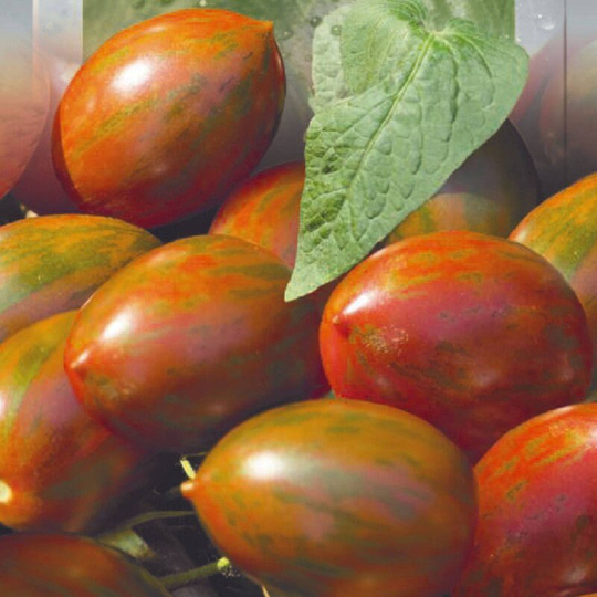 Tomato Khaki Seeds Heirloom Non Gmo For Planting | 204447