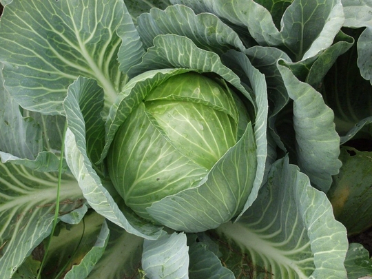 Cabbage Seeds Ukrainian Autumn About 100