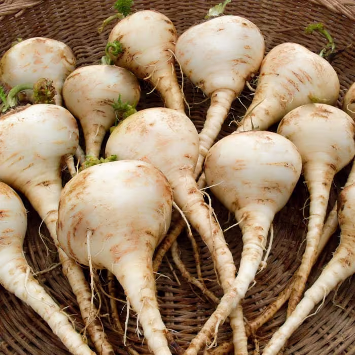 Seeds Parsnip Albion Round Fast White Tasty Vegetable From Ukraine