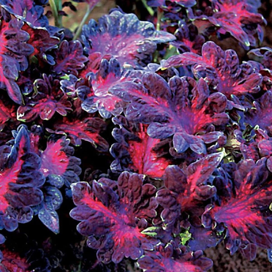 Mpb#1 Pelleted Coleus Seeds Black Dragon 25 Thru 500