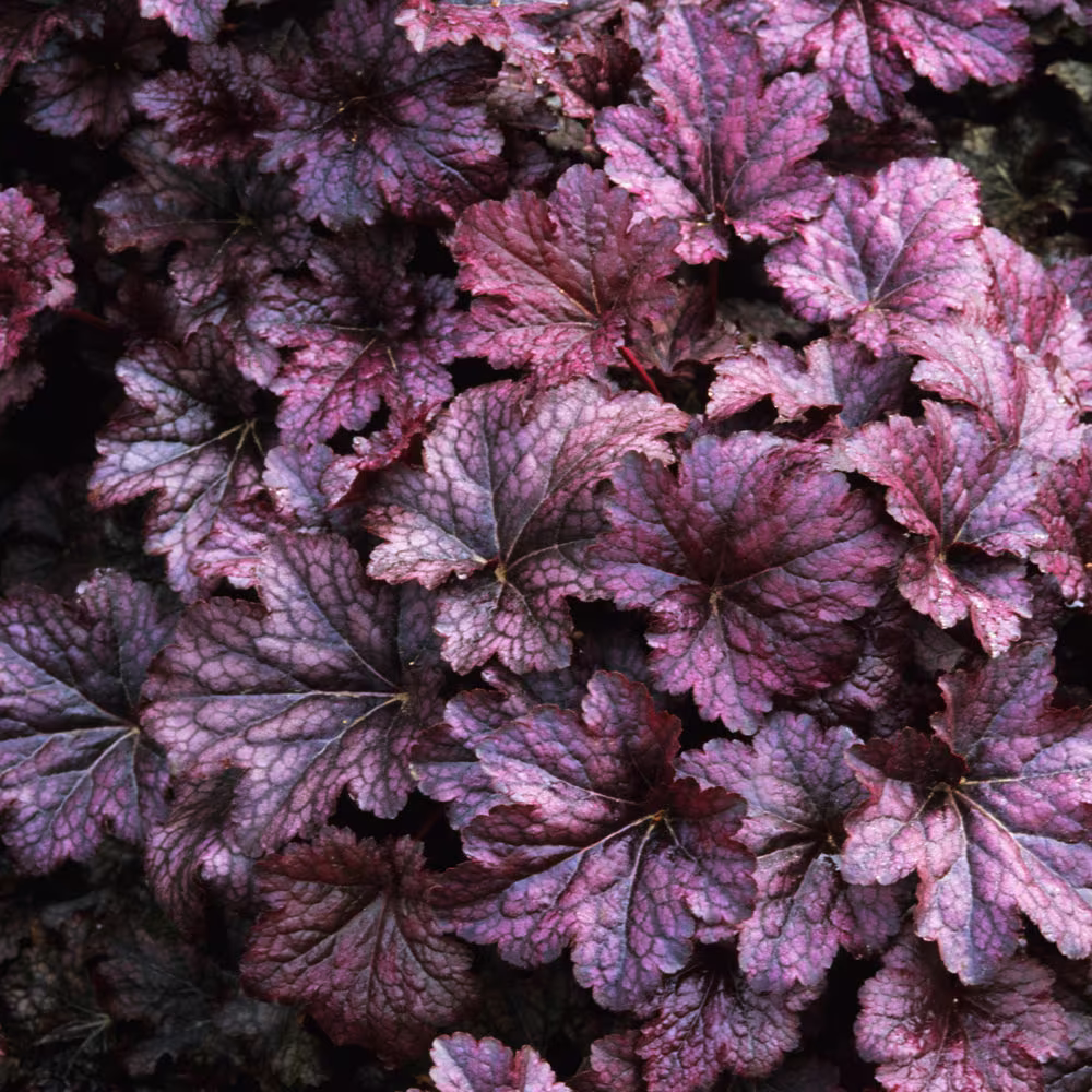 Heuchera Palace Purple Coral Bells Pelleted Seeds - 100 Flower Seed