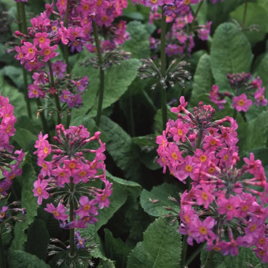 Primula Burmanica Seed