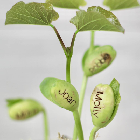 Personalised Corporate Branded Message Seeds