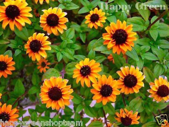 Creeping Zinnia - 260 Seeds Sanvitalia Procumbens Trailing Plant