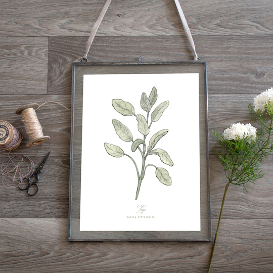 Sage Herb Botanical Print Plant Illustration, Kitchen Wall Art