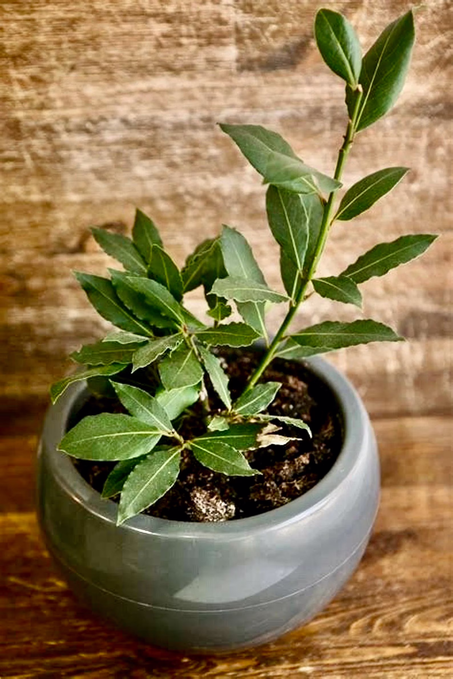 Sweet Bay Leaf Plant, Aromatic Cooking Herb