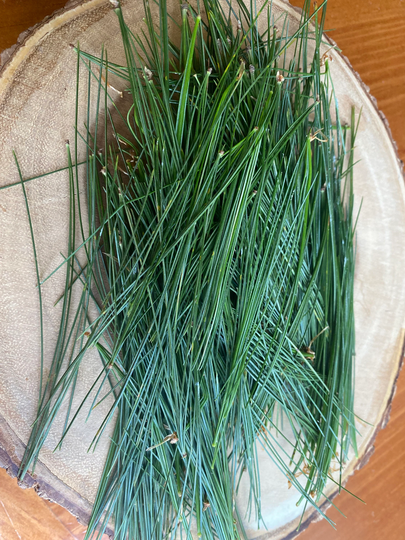 Fresh Picked Or Dried Made To Order Eastern White Pine Needles For Pine Needle Tea