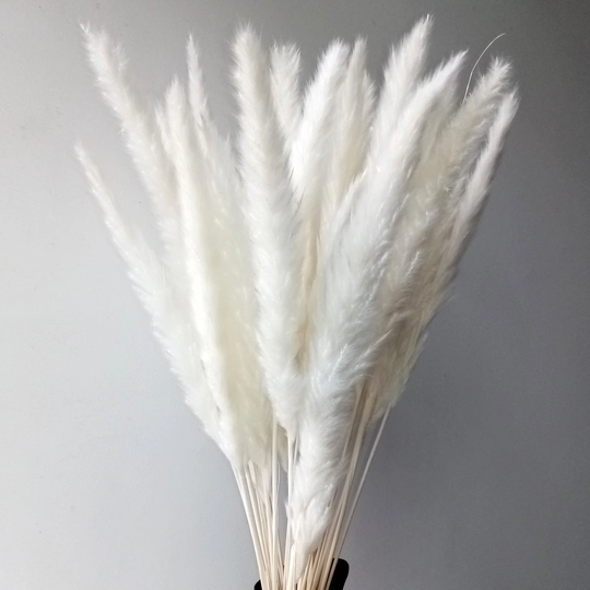 50 Stems Natural Dried Small Pampas Grass, Phragmites Communis, Fluffy Reed Plume, Wedding Flower Bunch, Boho Home Decor