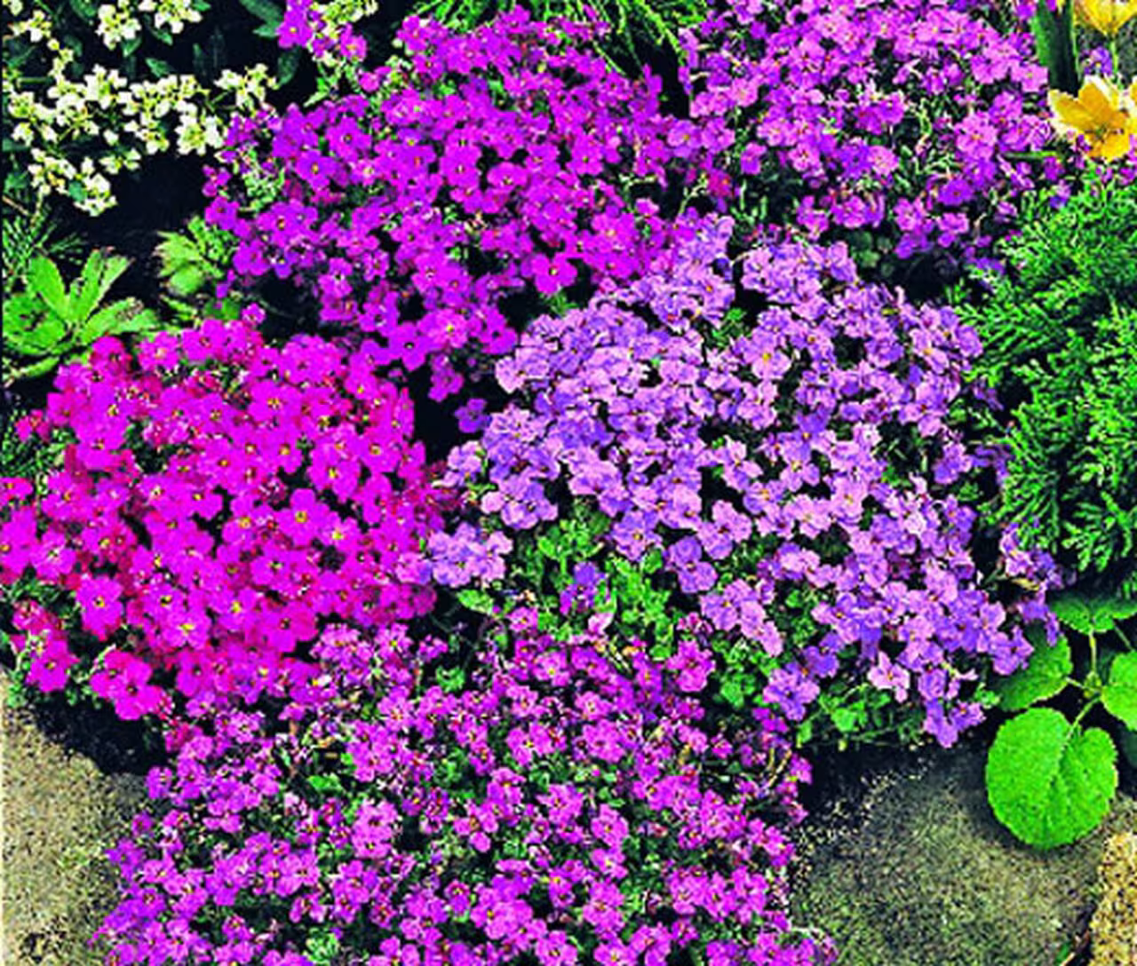 Aubrieta Cascading Mix | 25 Seeds. Masses Of Lavender, Blue, Rose, Red, & Violet Flowers