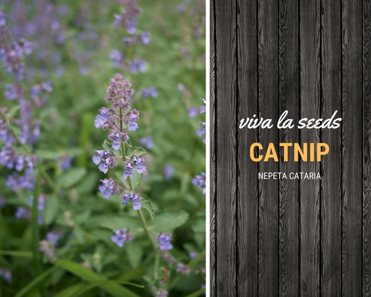 Catnip | 250 Seeds Medicinal & Culinary Herb Non Gmo Nepeta Cataria