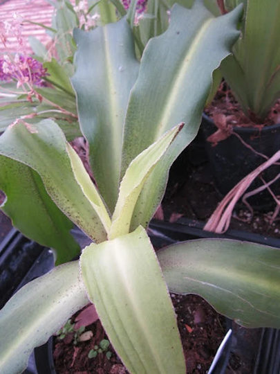10 Eucomis Comosa Seeds, Springbok Seeds