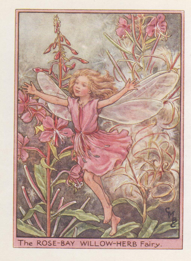 Flower Fairies The Rose-Bay Willow-Herb Fairy Vintage Print C1930 By Cicely Mary Barker
