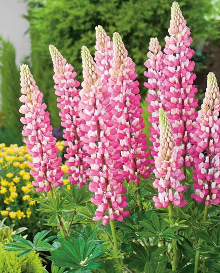 Natural Seeds, Pink Flower Seed, 20 Pink Lupin Chatelaine Perennial Spectacular Outdoor Plant Seeds, Nature Lover Gift