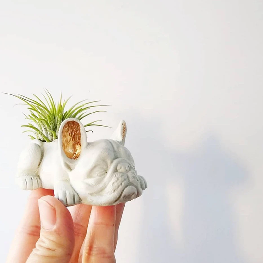 Made To Order Concrete Frenchie W/Air Plant French Bull Dog, Dog Planter, Frenchie, Ring Holder, Frenchie Mom, Bulldog, Animal Planter, Pet Lover