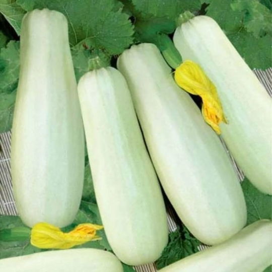 Squash Seeds White