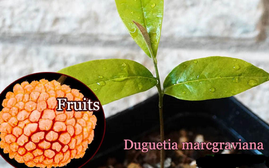 Duguetia Marcgraviana - Wild Ultra Rare Tropical Fruit 1 Seed