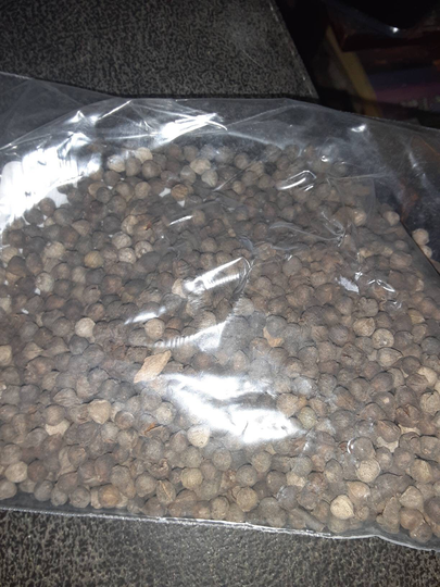 Chinese Zelkova Tree Seeds