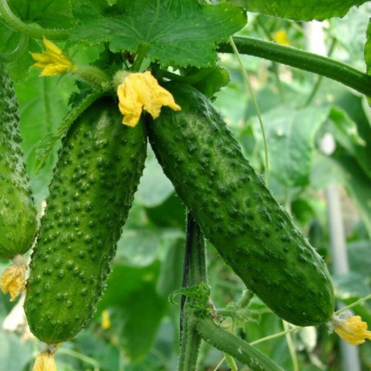 Cucumber Viskonsin Seeds Heirloom Non Gmo For Planting | 201886