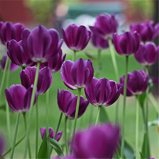 10Pcs Bag Beautiful and Colorful Perfume Tulip Flower Seeds High-Grade Rainbow Flower Bonsai Seeds Home Garden Plant-purple