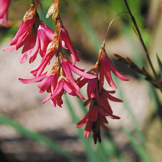 Dierama Igneum X 10 Seeds Angels Fishing-Rods, Fairy Flower Seeds