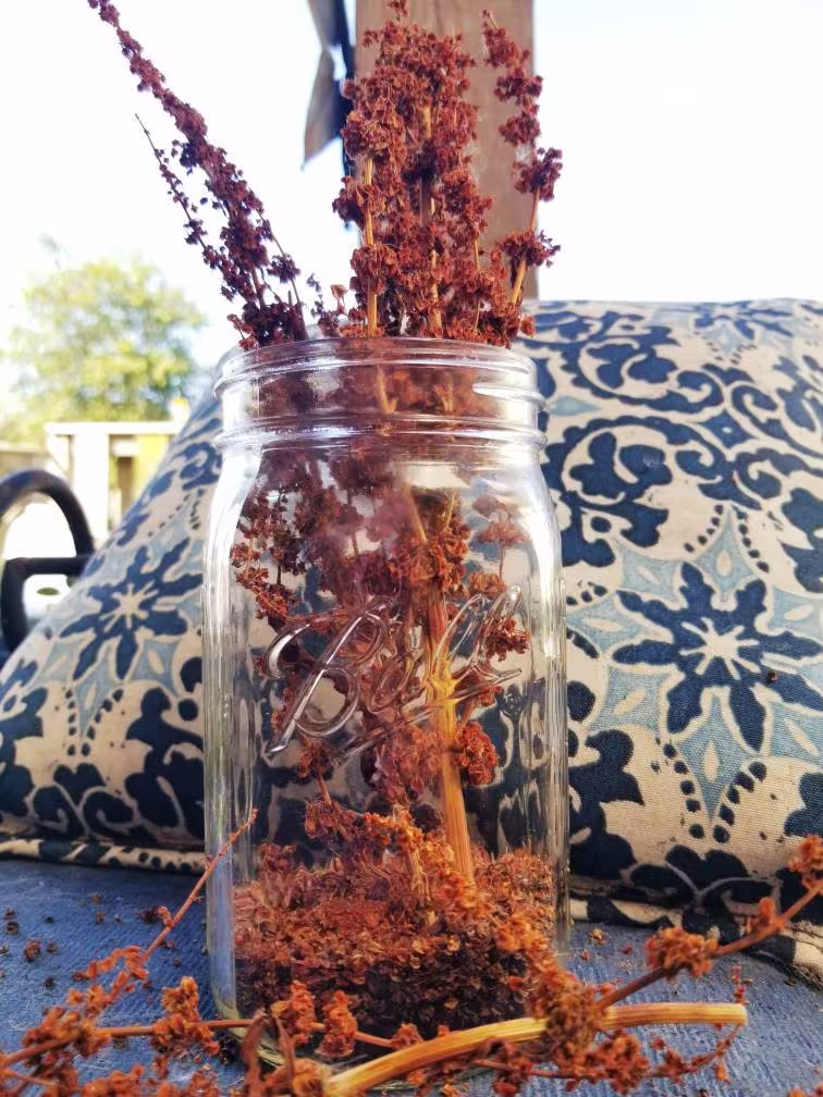 Organic Wild Harvested Curly Dock Seeds