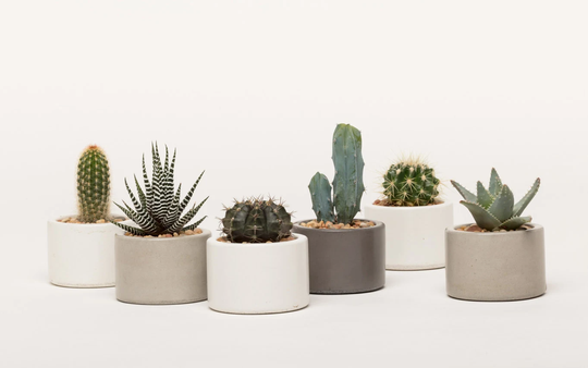 Concrete Planter, Succulent Mini Catch All 1 Ea. Choose From 3 Colors