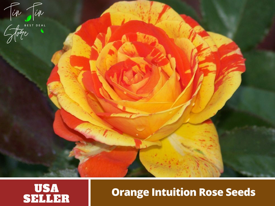 30 Rare Seeds - Orange Intuition Rose Seeds-Perennial -Authentic Seeds-Flowers -Organic. Non Gmo -Mix Seeds For Plant-B3G1 #1095