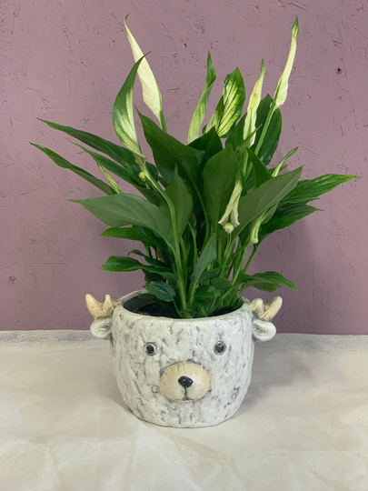 Peace Lily