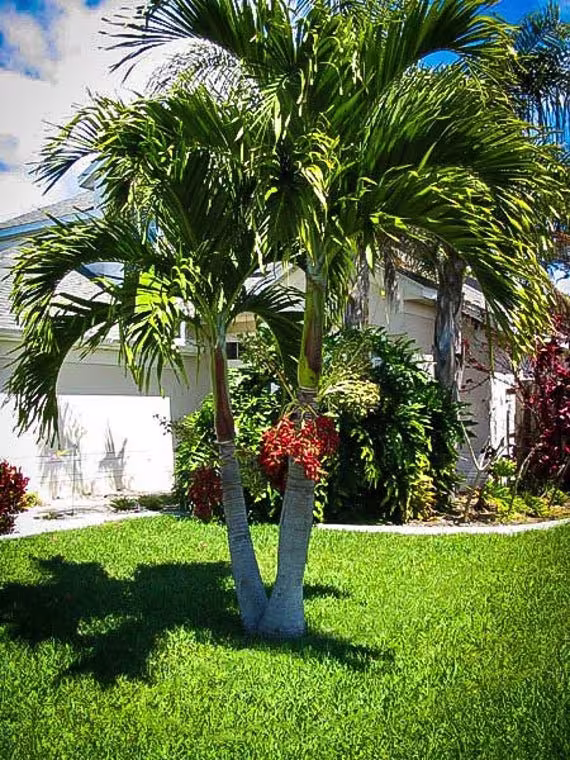 Christmas Palm Tree | Adonidia Merrillii Seeds