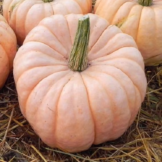 10 Beautiful Porcelain Doll F1 Pumpkin Seeds Sweet Flesh Can Be Used For Pies, Soups, & Other Gourmet Delights Porcelain Doll Kürbis Samen