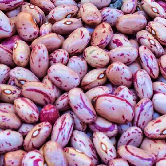 Dwarf Horticulture Taylor Bean/Speckled Bay Heirloom Seeds Garden Open Pollinated Usa Seller