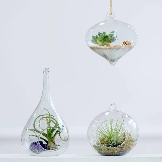 Pack Of Three Glass Air Plants Hanging Planters