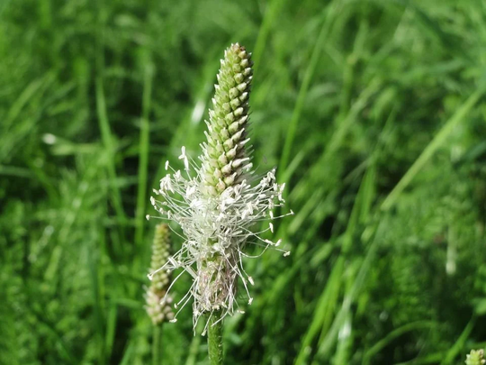 Wild Flower - Hoary Plantain, Approx. X200 Seeds