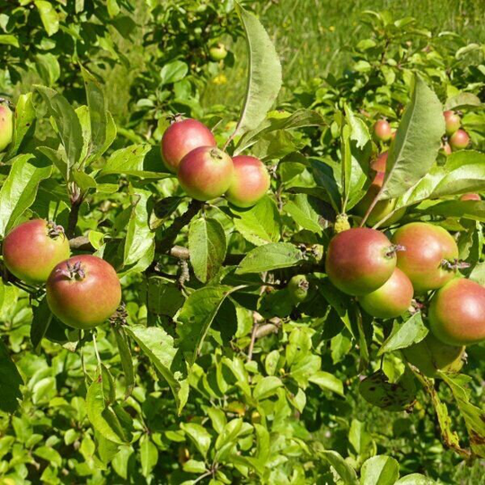 20 X Crab Apple Seeds | Malus Sylvestris