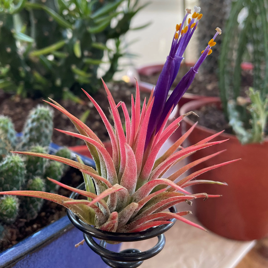 Tillandsia Shy Air Plant 5 Fresh Rare Bromeliad Seeds Easy To Grow Indoor Houseplant