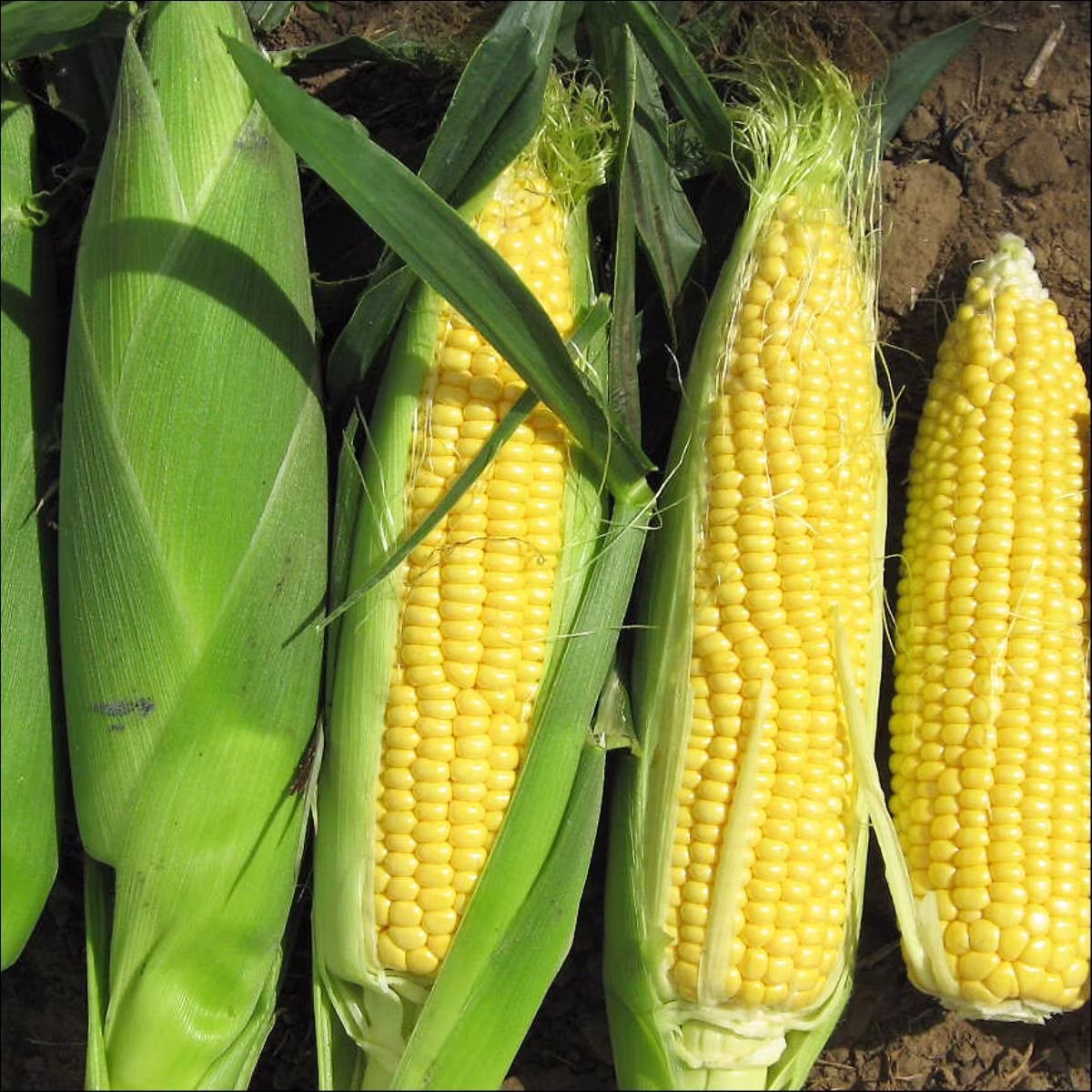 Vegetable - Sweet Corn Sweetcorn F1 Rising Sun 10 Premium Quality Seeds