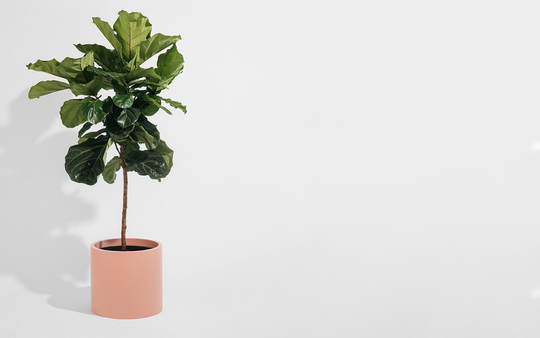 Matte Salted Caramel Cylinder Planter | Indoor & Outdoor Modern Lightweight Hand Painted Planters