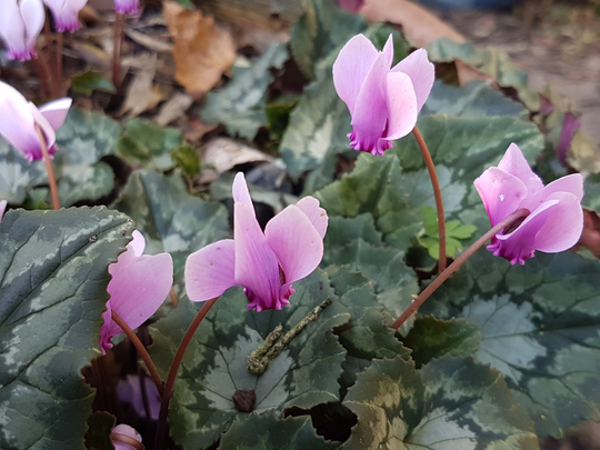 Cyclamen Hederifolium 10 Seeds
