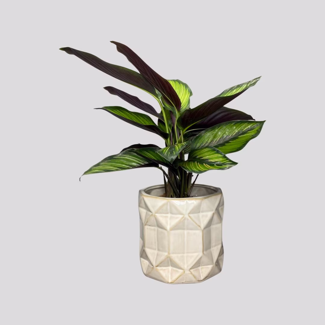 Jagged Edge Off White Ceramic Gloss Planter - Fits 12.5cm Plant
