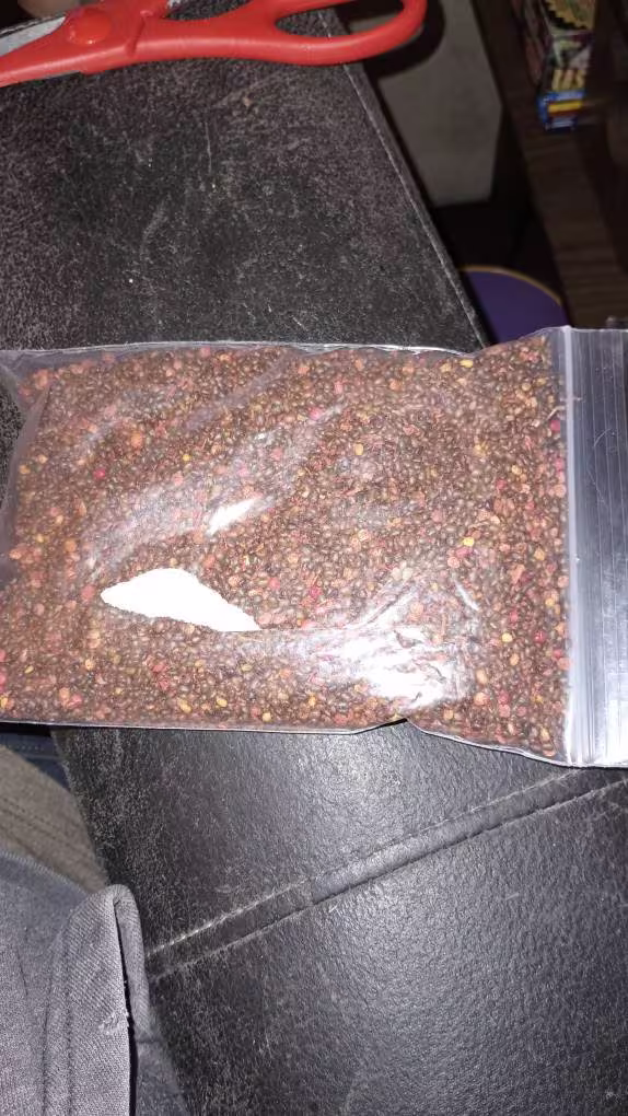 Smooth Sumac Tree Seeds