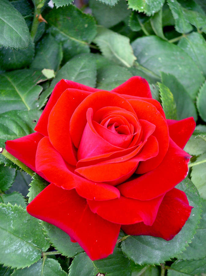 Christmas Garden Plant Gifts For Dad Rose Special Dad