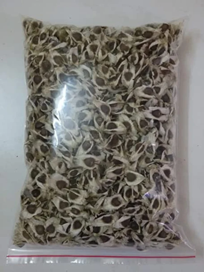 100 Moringa Oleifera Seeds , Pkm 1 Seeds, Horseradish Tree, Drumstick Tree