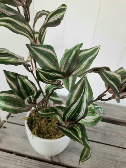 Faux Tradescantia Houseplant