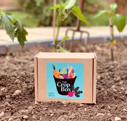 Grow Your Own Baby Beets Kit