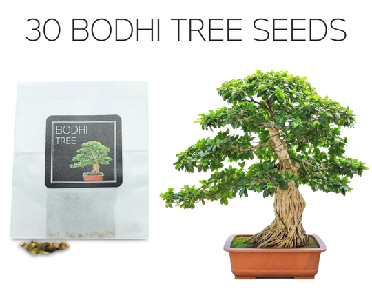 30 Bodhi Tree/Sacred Fig Bonsai Seeds | Grow Your Own Ficus Religiosa Perfect For Beginners & Enthusiasts
